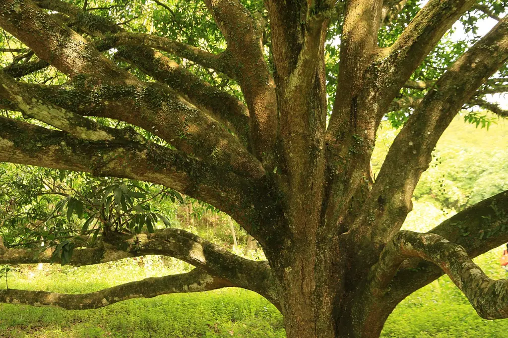 mango branches.webp