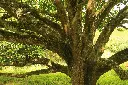 mango branches.webp