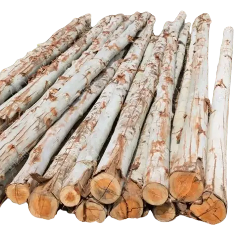 eculyptes-wood-log.webp