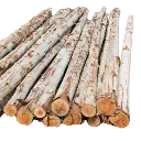 eculyptes-wood-log.webp
