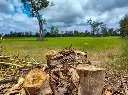 eculyptes-wood-cut.webp