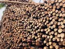 casuarina-wood-poles-nilgiri-wood-poles-balli-survey-500x500.webp