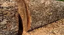 Tamarind tree wood.webp