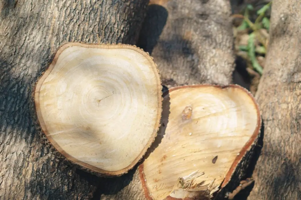 Tamarind tree wood cut.webp
