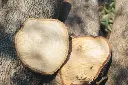 Tamarind tree wood cut.webp