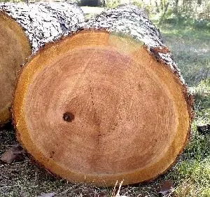 Cashew tree wood cut.webp