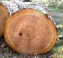 Cashew tree wood cut.webp