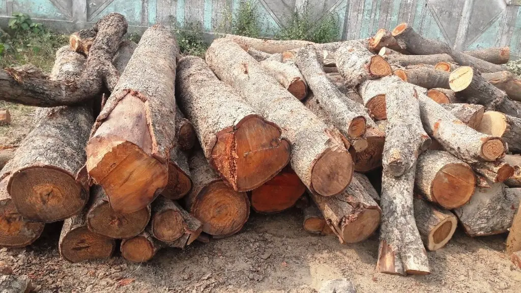 jamun wood.webp