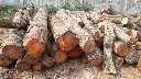 jamun wood.webp