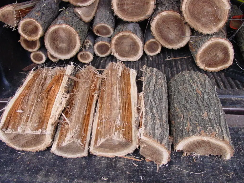 elm-firewood-logs.webp