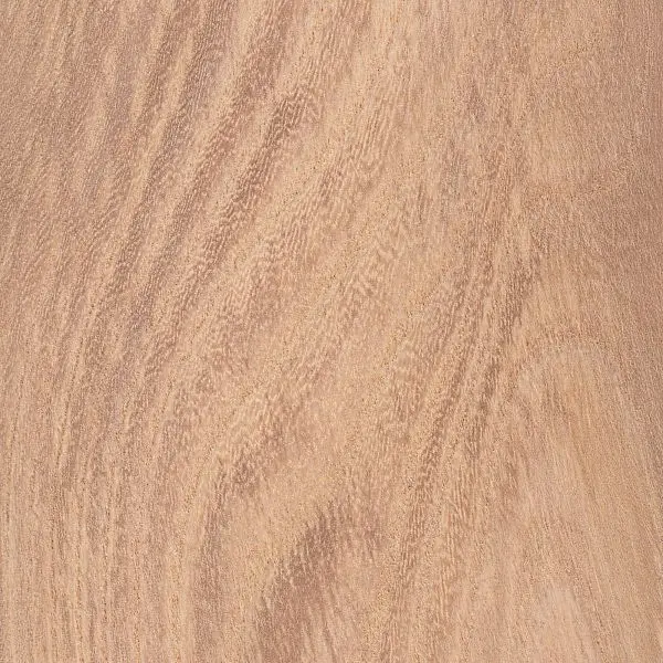 english-elm-s.webp