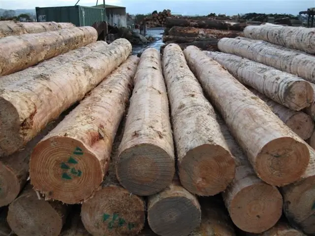 NZ Radiata Pine Logs.webp