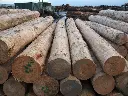NZ Radiata Pine Logs.webp