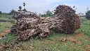 Banyan tree 2.webp