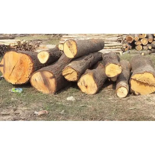 mango-woods-logs.webp