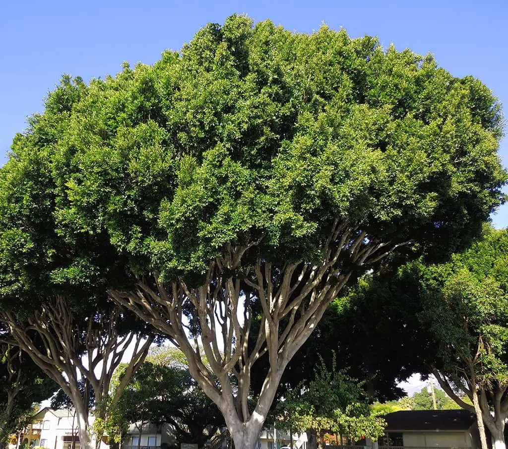Indian Laurel (Thella Maddi Wood)