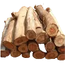 Kadam (Kaamu Wood)