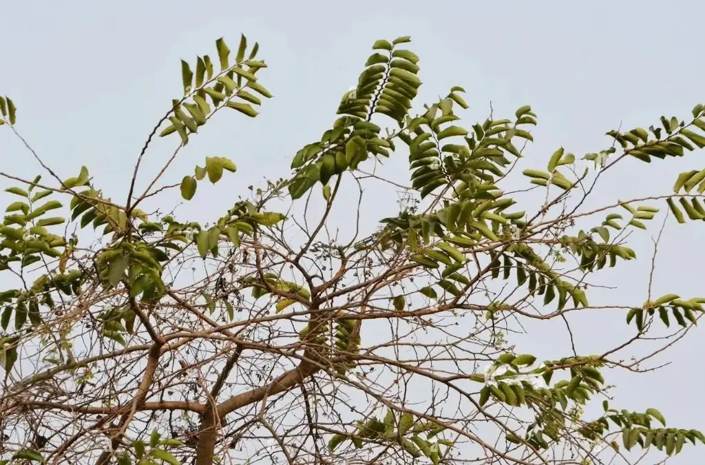 Indian Elm (Bada Chakundi)