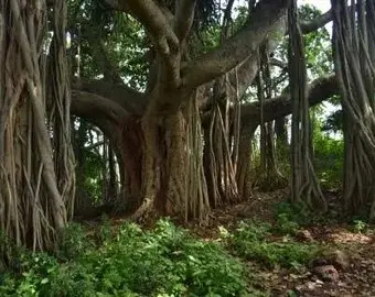 Banyan tree wood (sawn)
