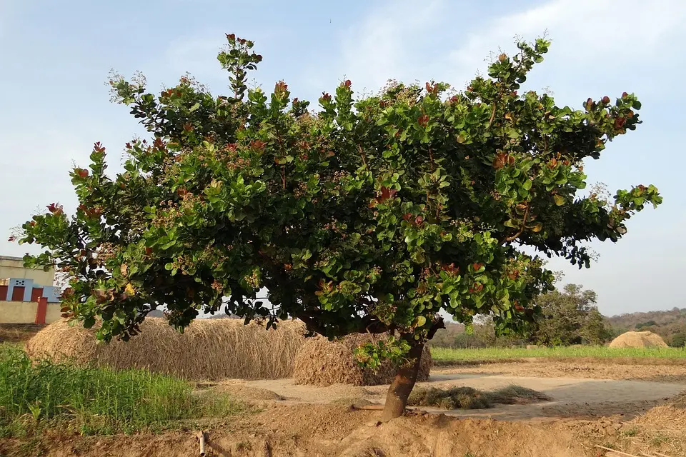 Cashew tree wood (sawn)