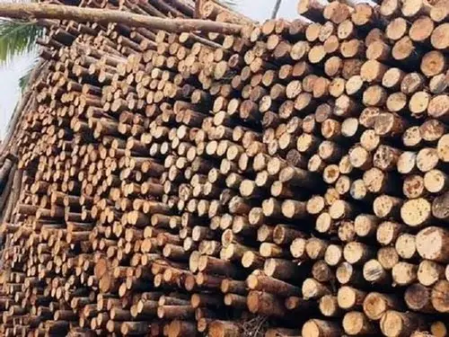 Casuarina tree poles