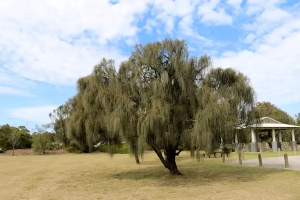 Casuarina tree wood (sawn)