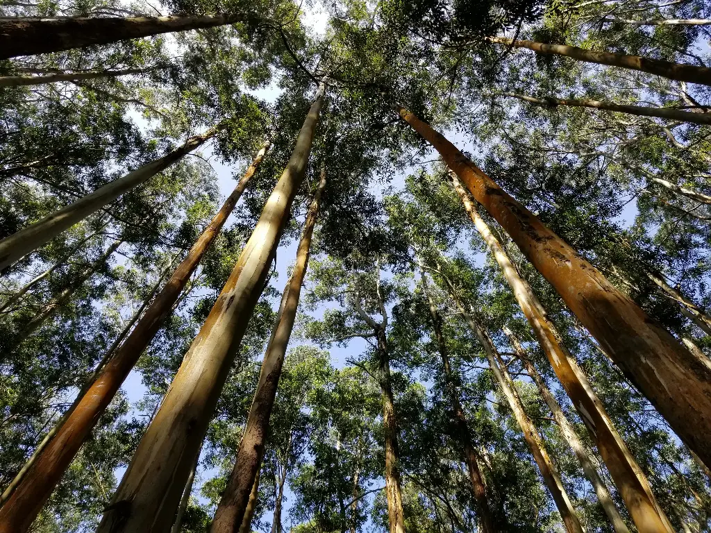 Eucalyptus tree wood (sawn)