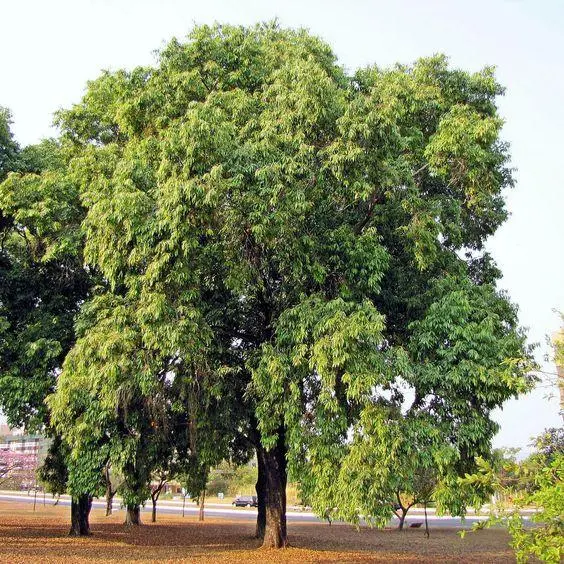 Jamun Wood (Neredu)