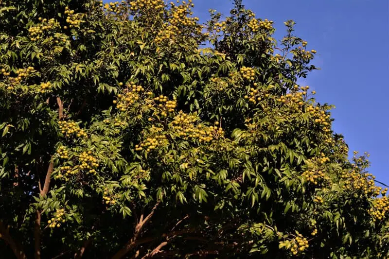 Soapnut Tree (Kunkudi)