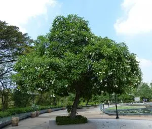 Suicide Tree (Pasi)