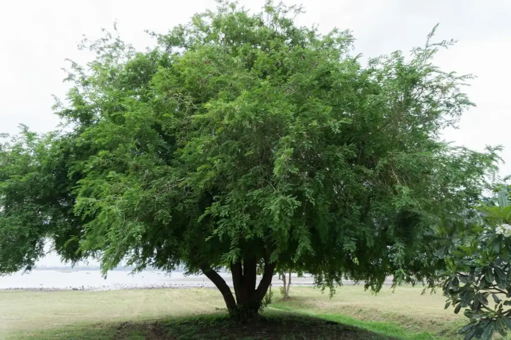 Tamarind tree wood (sawn)