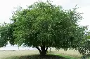 Tamarind tree wood (sawn)