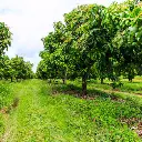 Mango tree wood (sawn)
