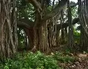 Banyan tree wood (sawn)