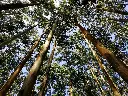 Eucalyptus tree wood (sawn)