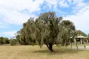 Casuarina tree wood (sawn)
