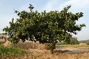 Cashew tree wood (sawn)