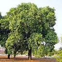 Jamun Wood (Neredu)