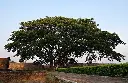 Rain Tree (Nidhra Ganneru)