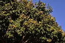 Soapnut Tree (Kunkudi)