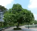 Suicide Tree (Pasi)