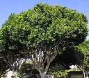 Indian Laurel (Thella Maddi Wood)