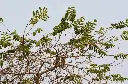 Indian Elm (Bada Chakundi)